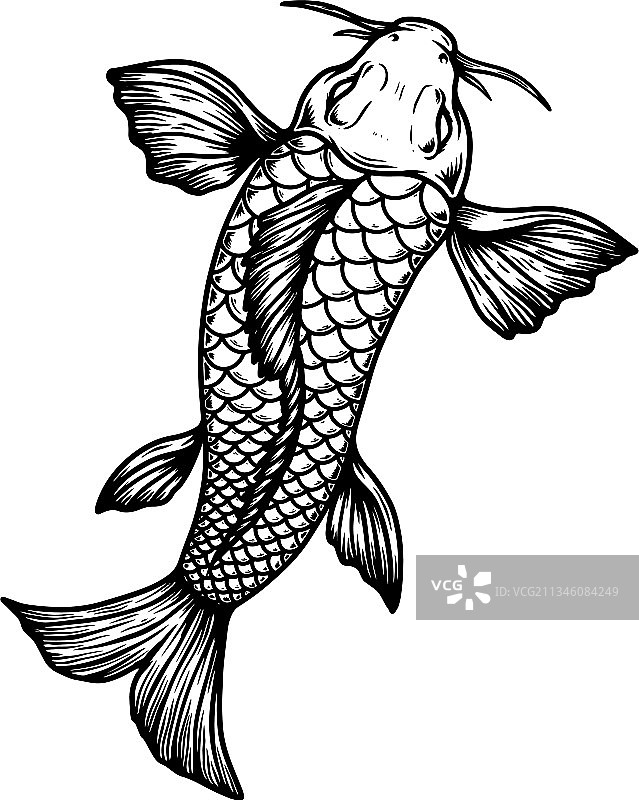 用于海报卡片banner的鲤鱼锦鲤设计元素图片素材