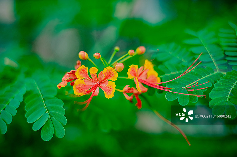 金凤花图片素材