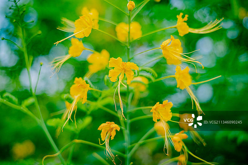 金凤花图片素材