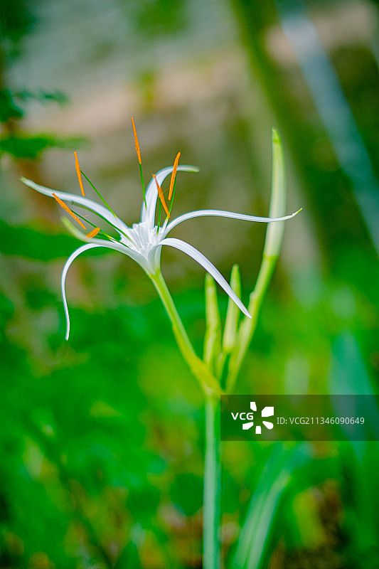 水鬼蕉图片素材