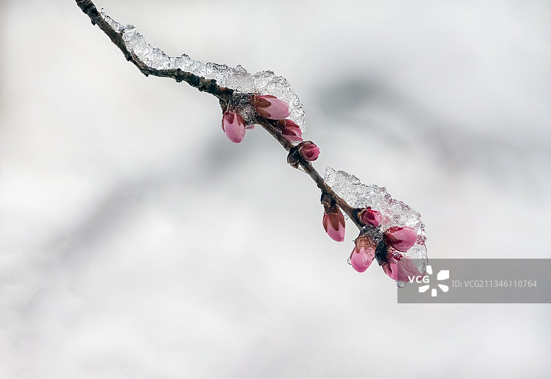 初春冰雪中的桃花花蕾图片素材