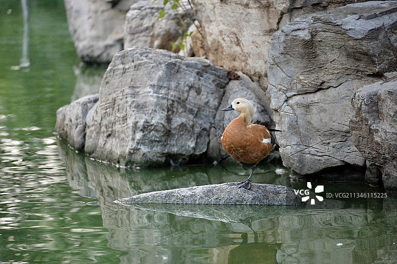 单腿站立的赤麻鸭图片素材