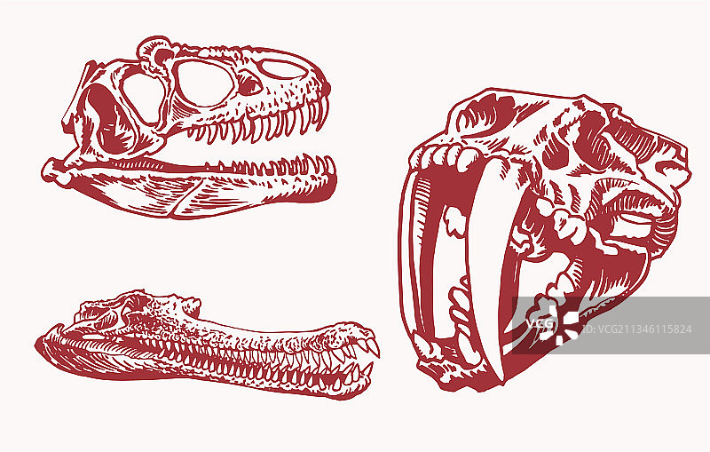 彩色剑齿虎头骨图形合集图片素材