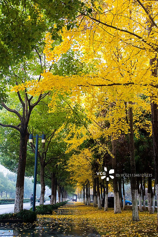 中国杭州浙江大学紫金港校区校园秋天风光图片素材