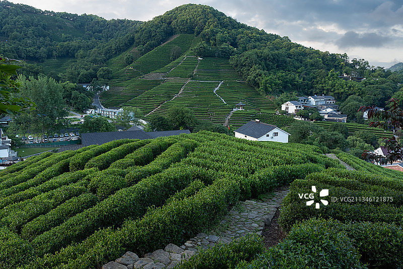 西湖 春天 龙井茶 茶园 龙井村图片素材