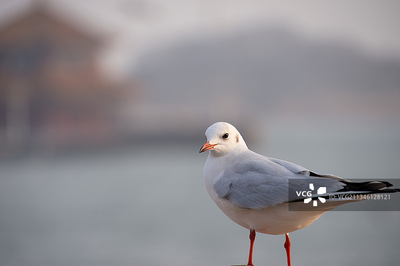 海鸥图片素材