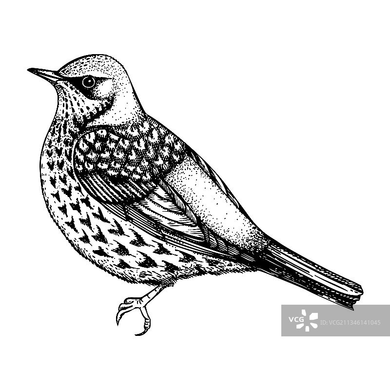 手绘雕刻风格田鸫图片素材