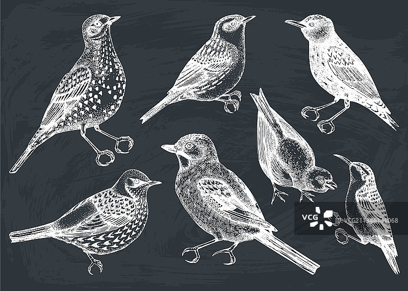 黑板上手绘鸟类合集图片素材