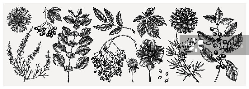 手绘优雅秋季植物合集图片素材