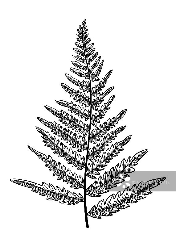 手绘老鹰蕨类植物图片素材