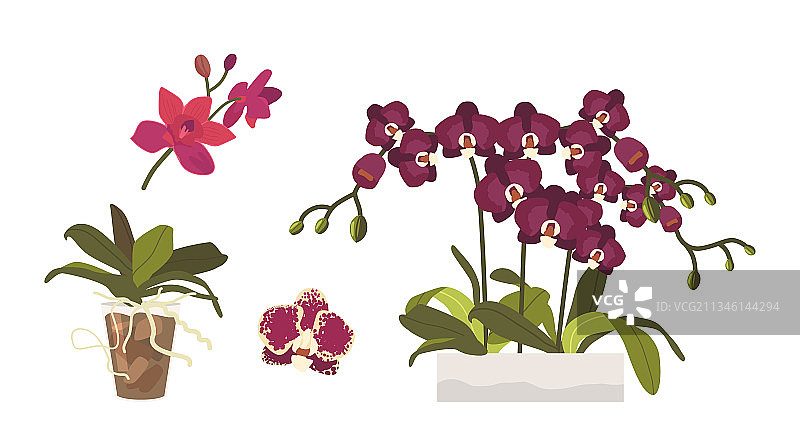 卡通兰花花苞叶子和根套装图片素材