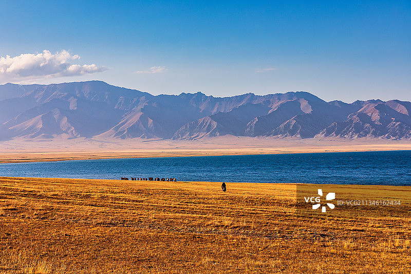 新疆塞里木湖马群风光图片素材