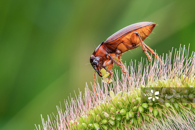 步甲吃草籽图片素材
