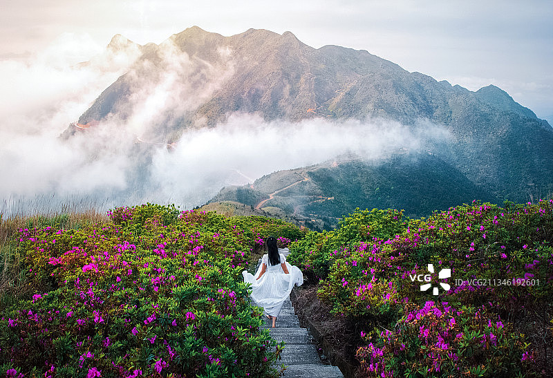 杜鹃花开图片素材