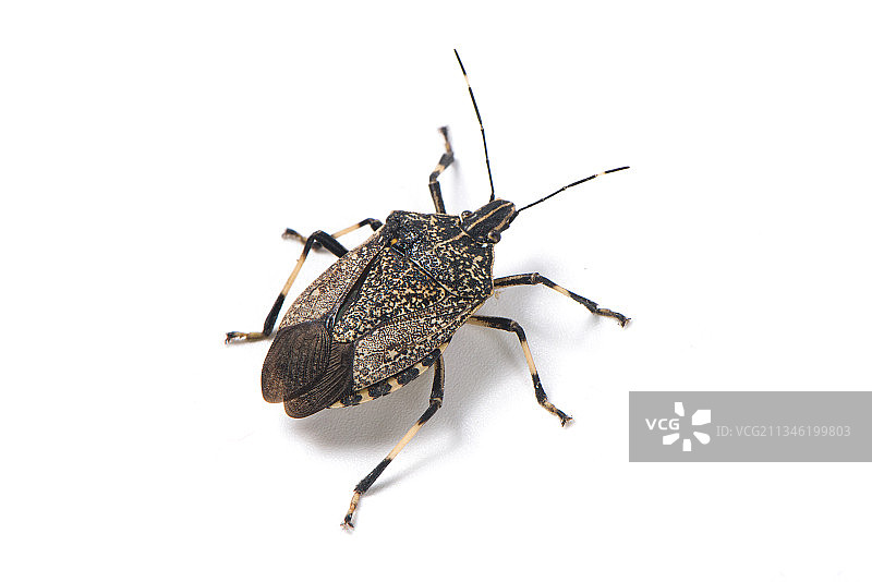 一只放屁虫臭虫蝽，白色背景图片素材