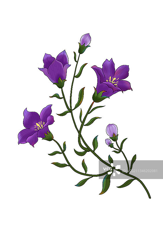 植物中草药手绘桔梗花插画图片素材