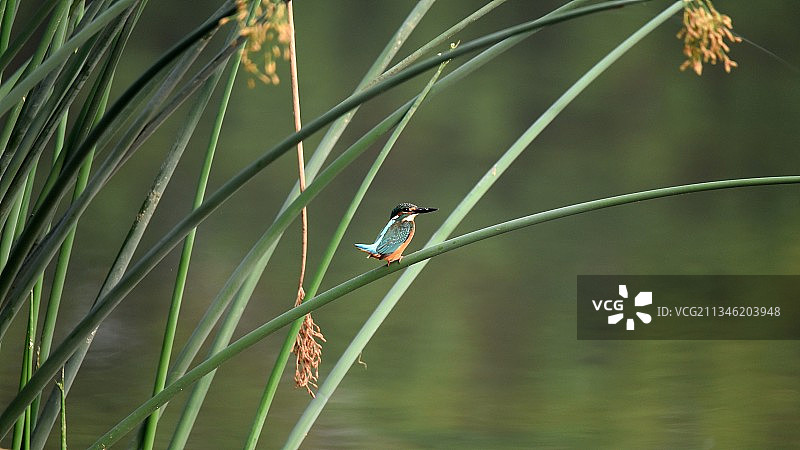 翠鸟水葱图片素材