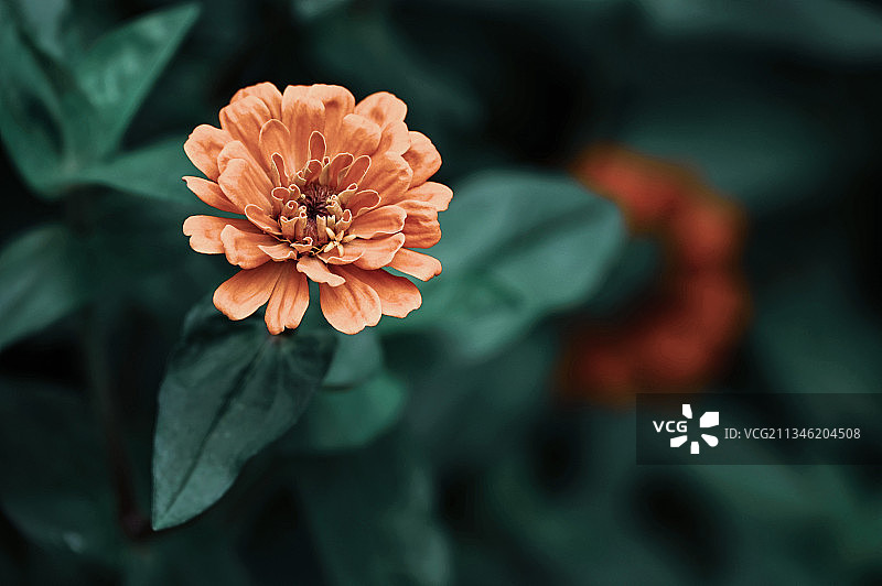 夏花绚烂图片素材