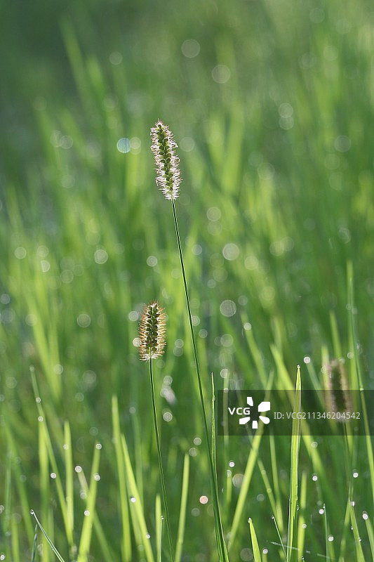 小草的早晨图片素材