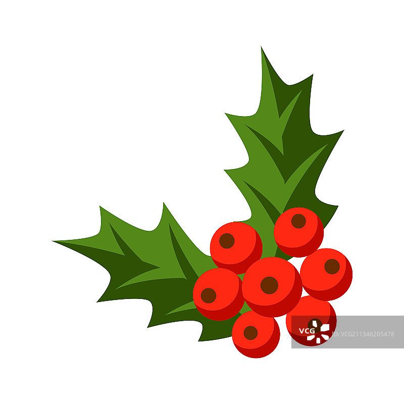 圣诞冬青树枝图片素材
