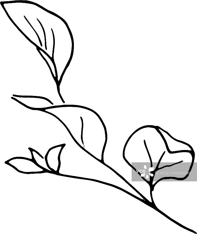 白色背景上的干花干草图片素材