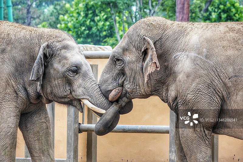 象亲象爱图片素材