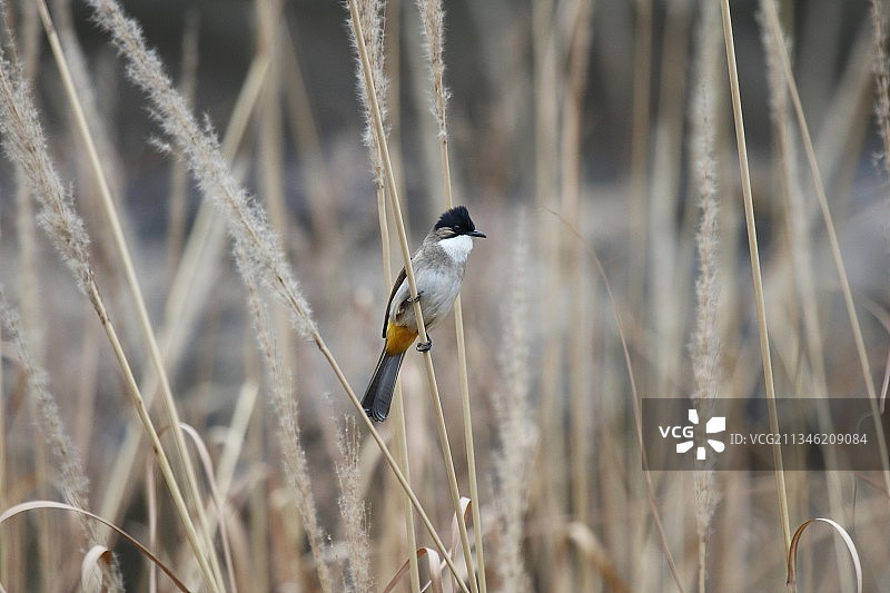 黄臀鹎图片素材
