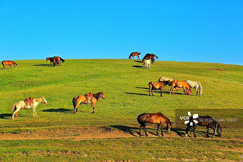 草原上悠闲的骏马图片素材