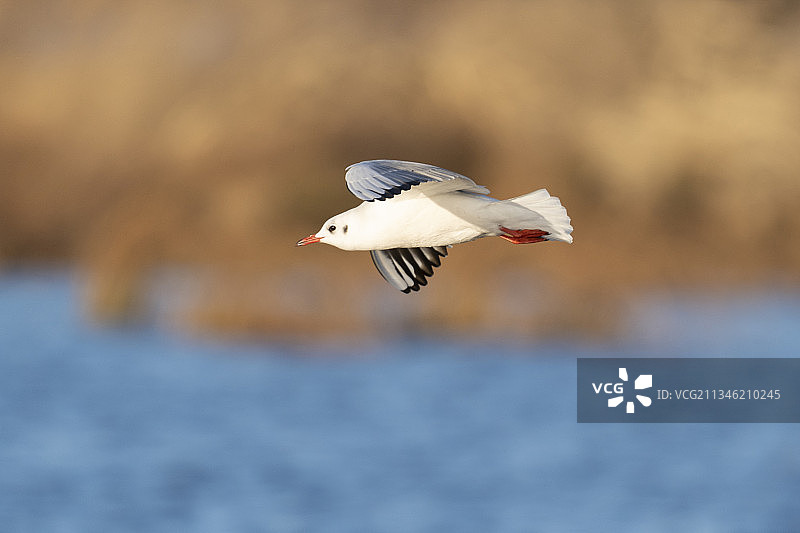 红嘴鸥图片素材
