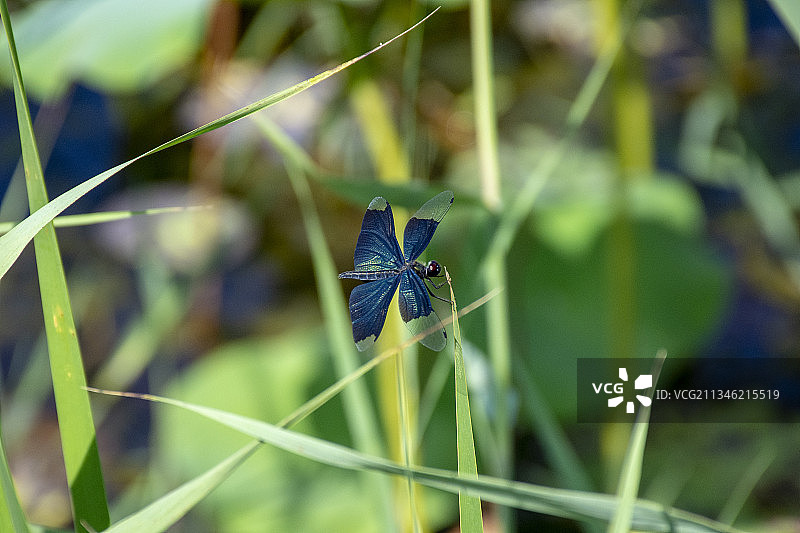 黑丽翅蜻图片素材