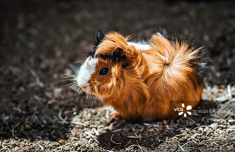 逆毛豚鼠图片素材