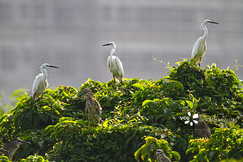 白鹭与夜鹭共同栖息在一处灌木林中图片素材