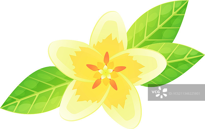 异域鸡蛋花，巴厘岛或夏威夷热带风情图片素材