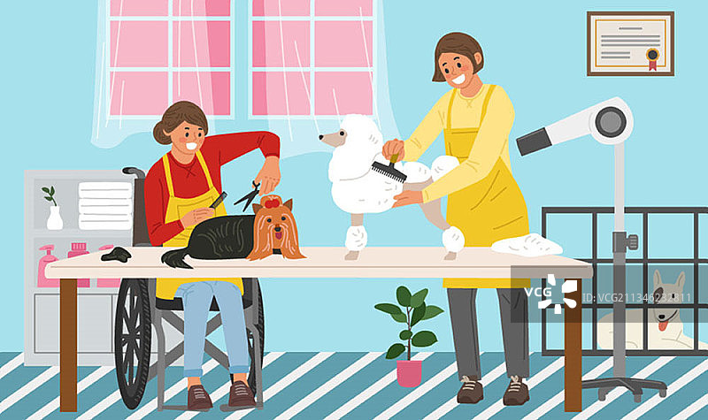 坐在轮椅上的女士正在修剪宠物的毛发图片素材