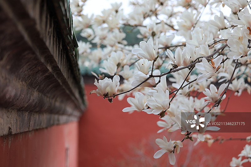 天坛斋宫 玉兰花开图片素材