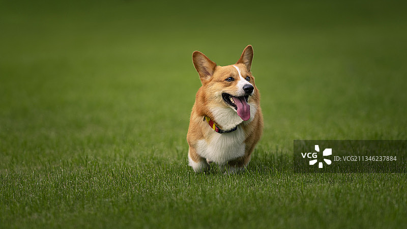 小短腿图片素材