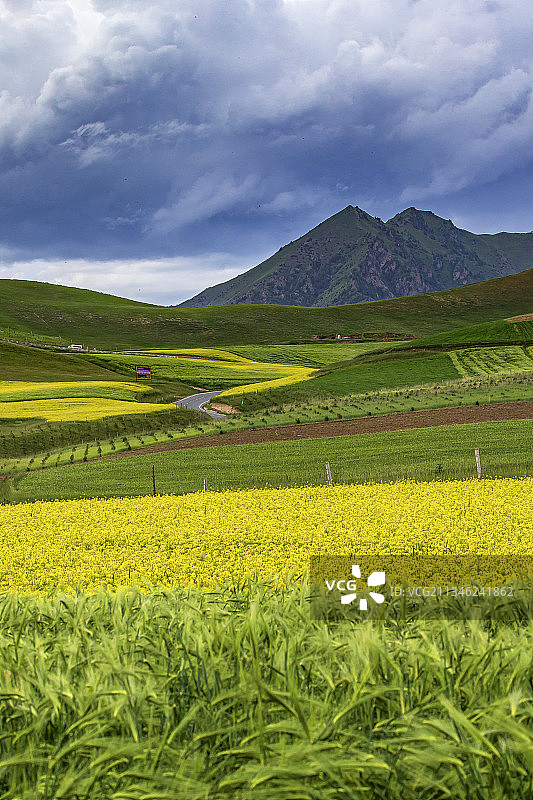 油菜花开图片素材