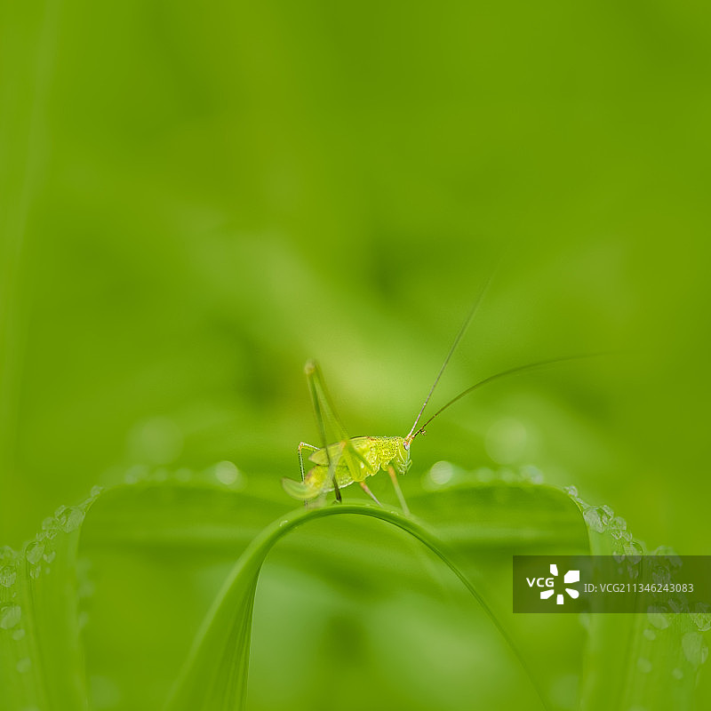 绿叶上的昆虫，蝈蝈图片素材