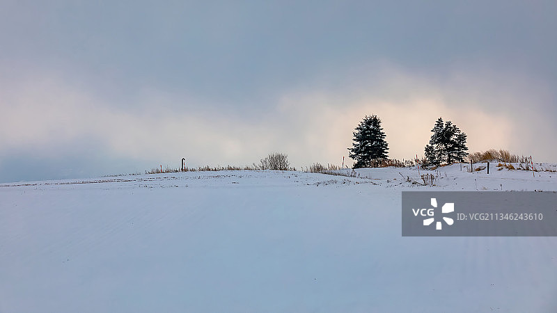 二棵树图片素材