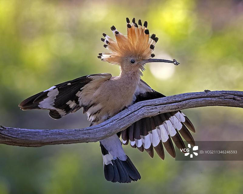 戴胜（Upupa epops）在日落时带着猎物降落，德国萨克森-安哈尔特州图片素材