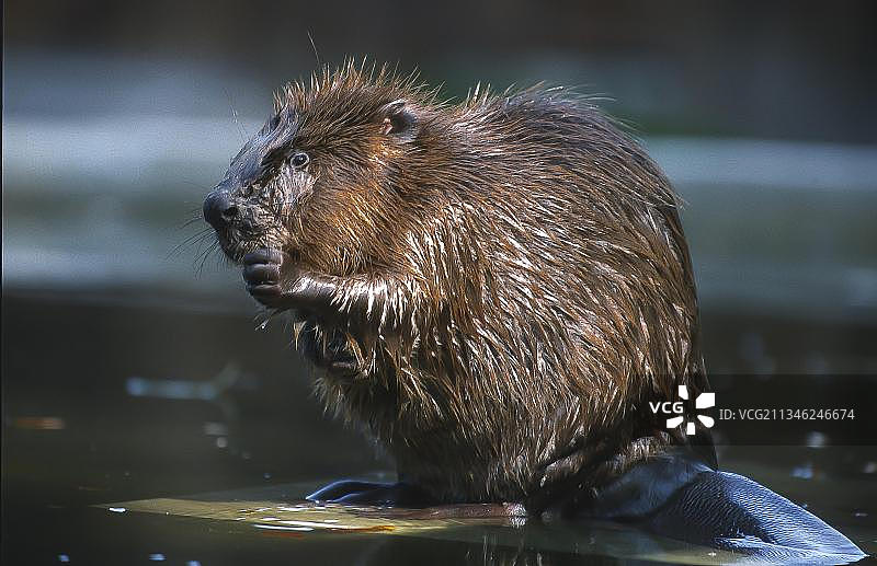 德国勃兰登堡的欧洲河狸（Castor fiber）图片素材