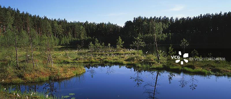 位于欧洲波兰马祖里亚 Zakret 自然保护区的漂浮岛图片素材