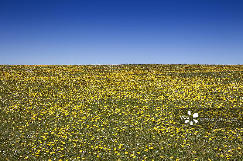 春季草甸蒲公英，德国叙尔特岛图片素材