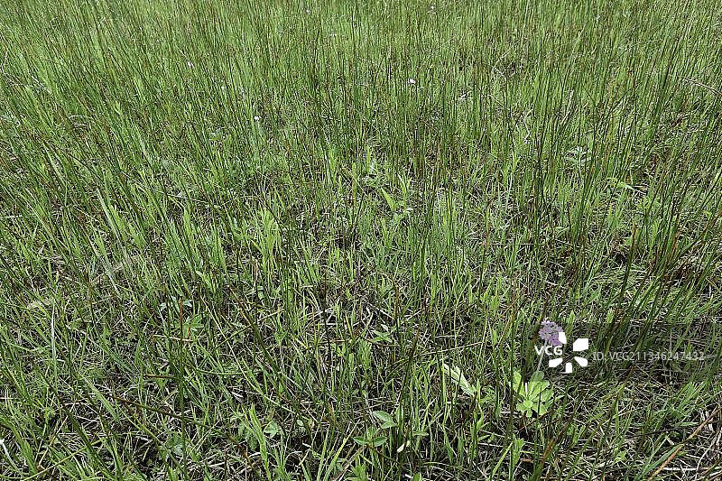 粉报春（Primula farinosa），Hangquellmoor，Pfrunger-Burgweiler Ried，巴登-符腾堡州，德国图片素材