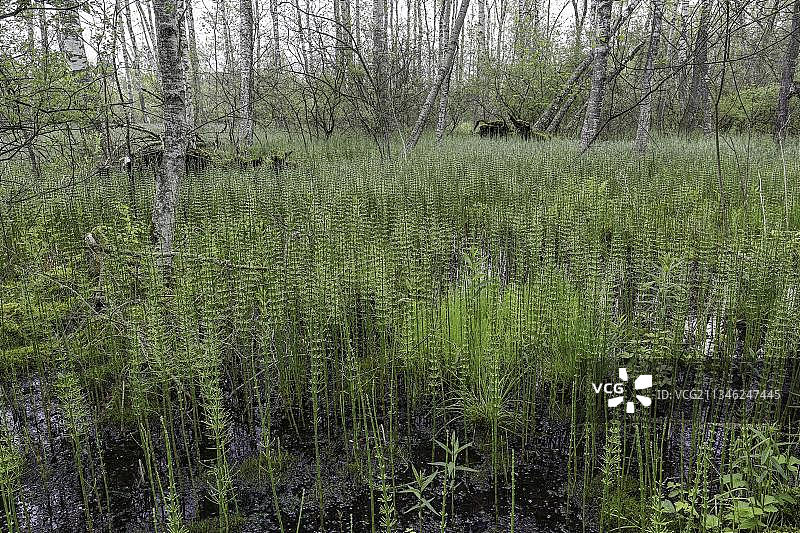 德国巴登-符腾堡的桦木林和问荆图片素材