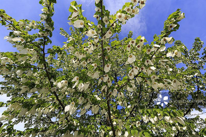 德国巴登-符腾堡州魏恩海姆赫曼霍夫欧洲珙桐图片素材