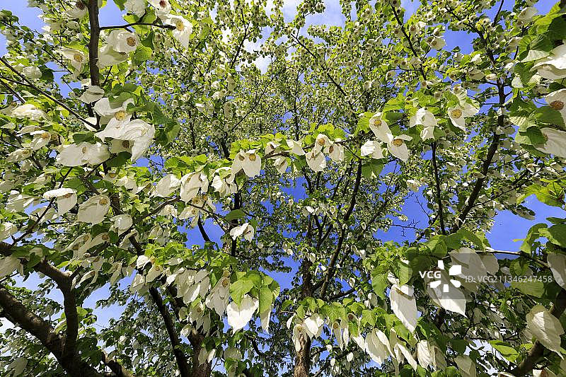 德国巴登-符腾堡州魏恩海姆赫曼霍夫欧洲珙桐图片素材