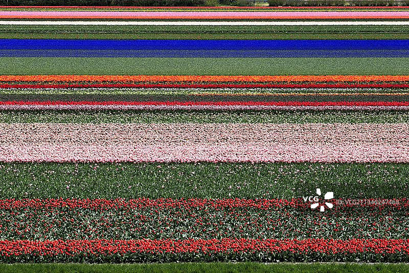 荷兰北荷兰省阿尔克马尔附近的盛开郁金香花田图片素材