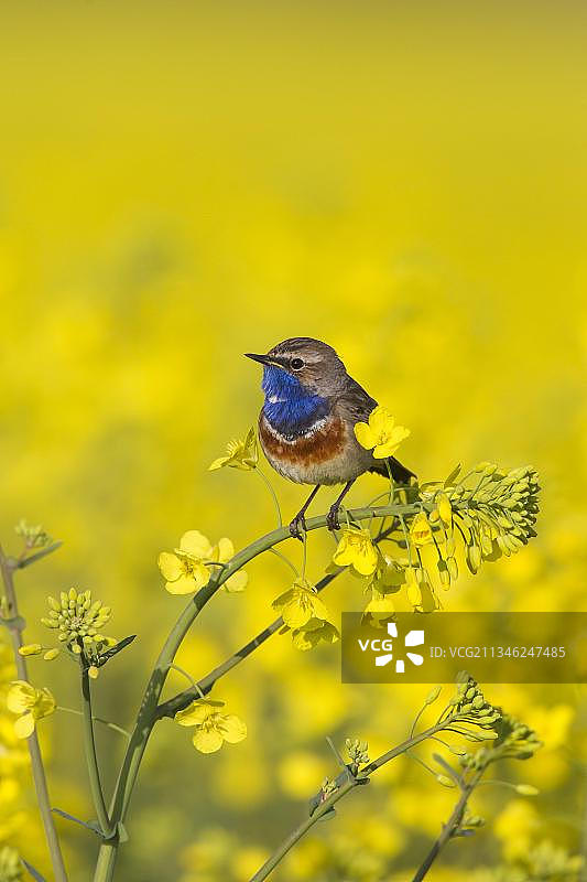 蓝喉歌鸲雄鸟栖息在油菜花田的花朵上图片素材