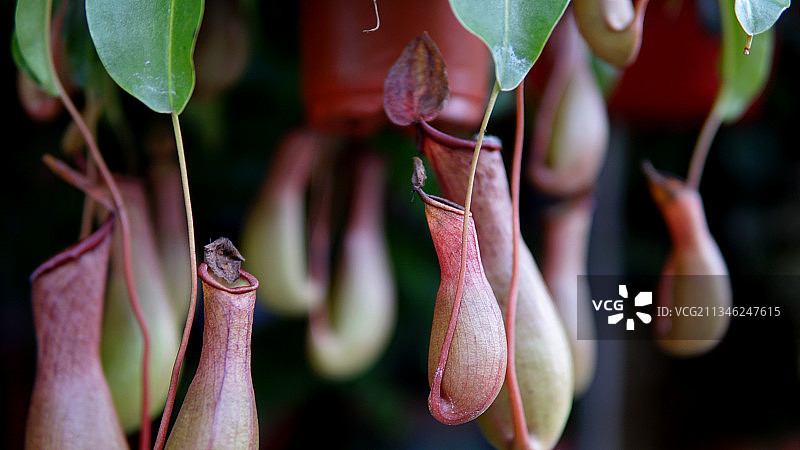 猪笼草图片素材